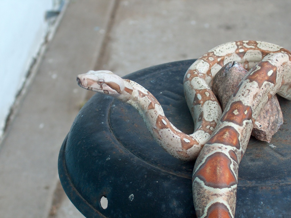 Albino T Colombian Boa