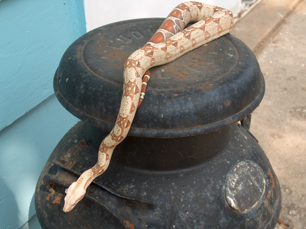 Albino T Colombian Boa