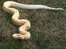 Coral Albino '02 Male 66% Het Anery Boa