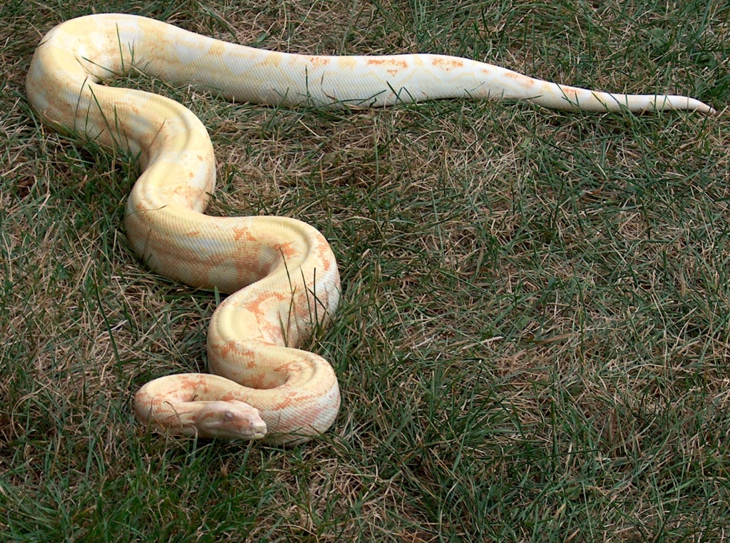 Coral Albino '02 Male 66% Het Anery Boa