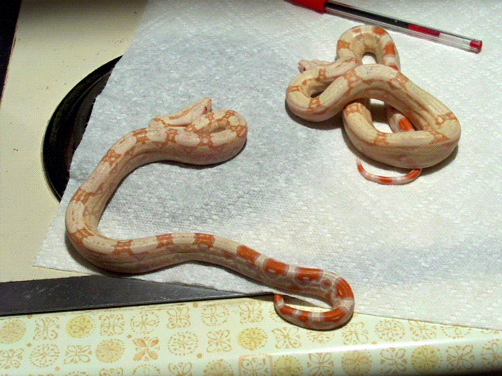 Albino Boas From Tim Frazier
