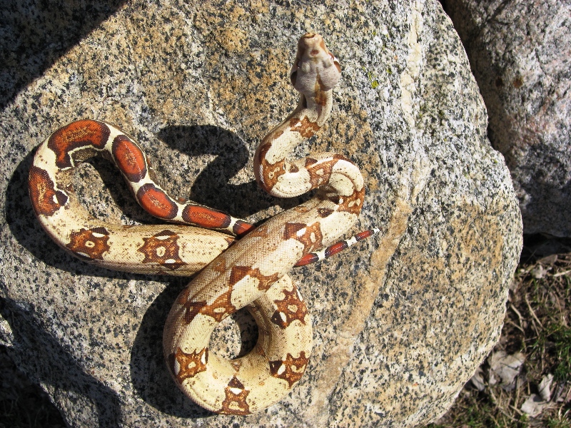VPI Carmel '07 Male