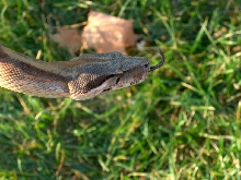 Sunset Hypo Male Boa