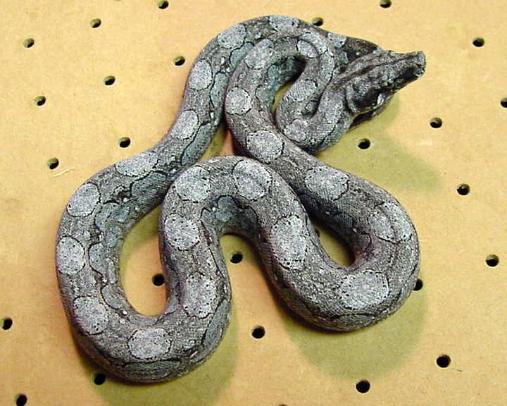 Argentine Boa