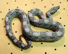 Argentine Boa