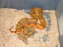 Sunset Male Boa