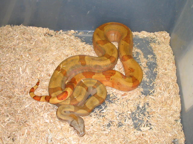 Sunset Male Boa