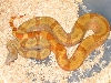 Sunset Male Boa