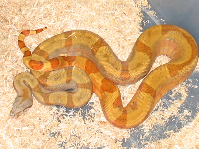 Sunset Male Boa