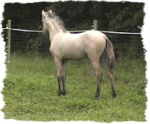 Carmalita 4 months old