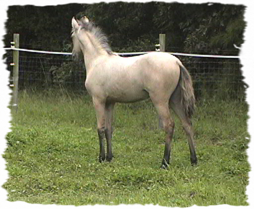 Carmalita 4 months old