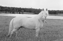 El Rubio de Gelisa