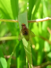 flies mating