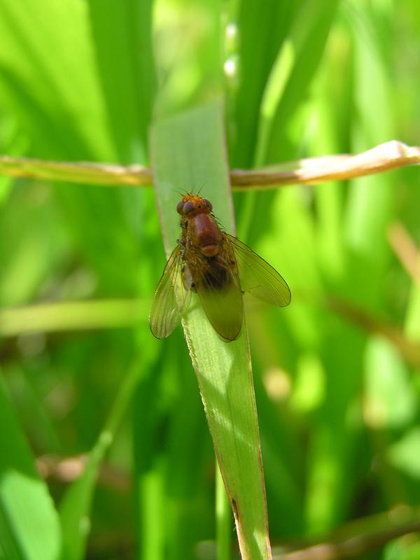flies mating