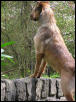my dog