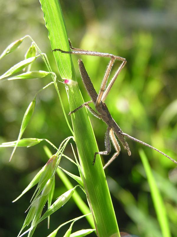 cricket