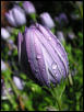 flower1