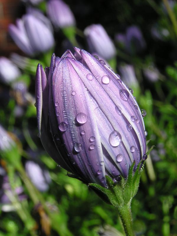 flower1