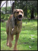 my dog