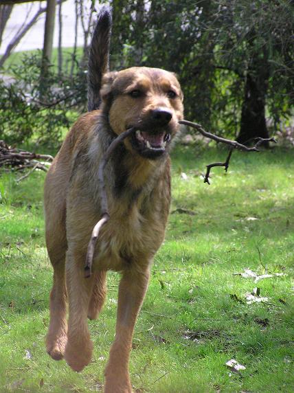 my dog