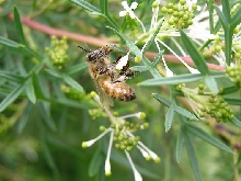 bee