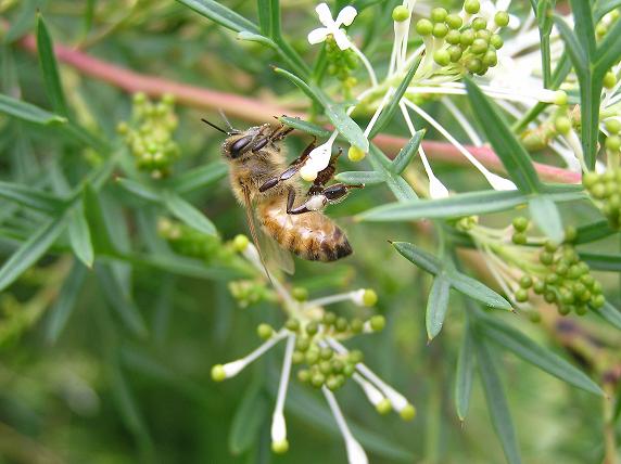 bee