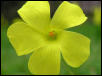 flower3