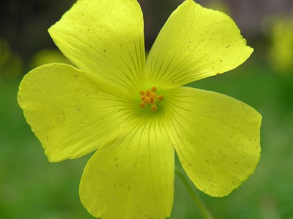 flower3