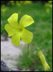 sour grass