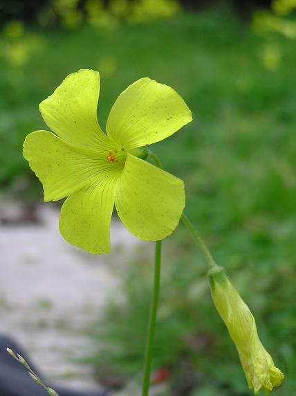 sour grass