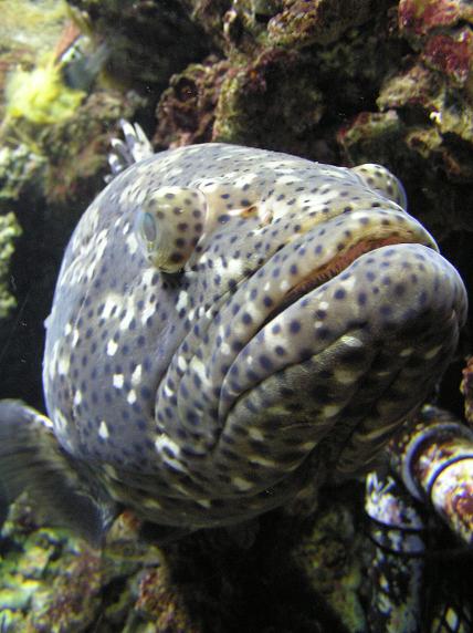 fish