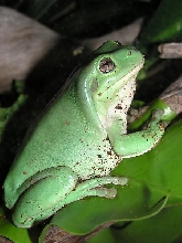 kermit 1212