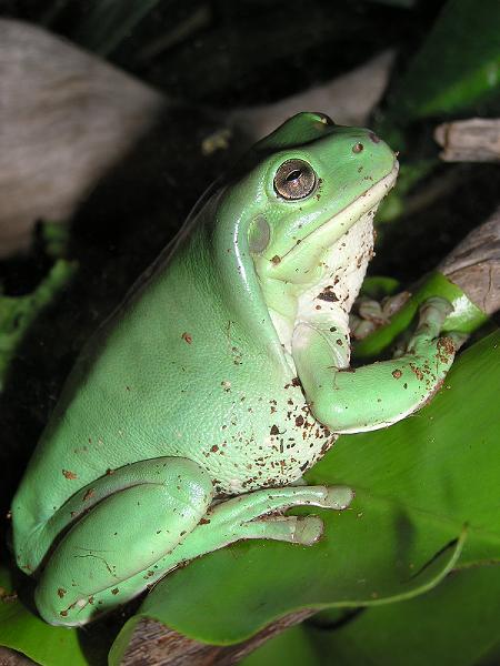 kermit 1212