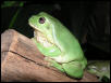 kermit 1212