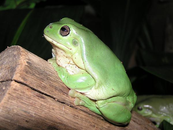 kermit 1212