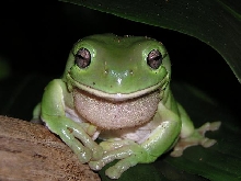 kermit 1212