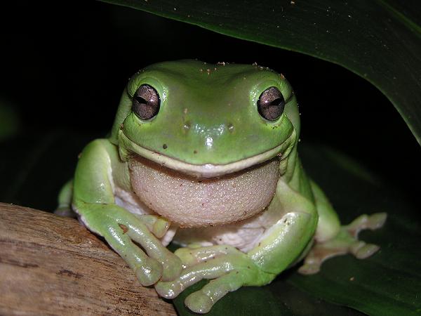 kermit 1212