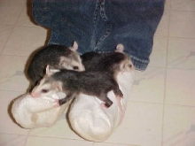 v. opossums