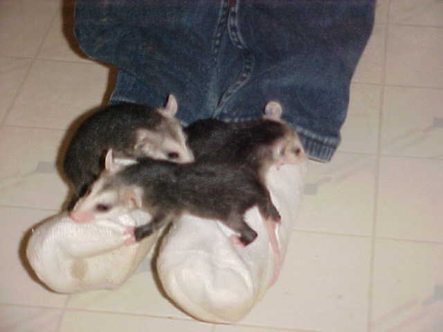v. opossums