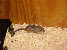 Baby Chipmunk