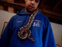 Ball python