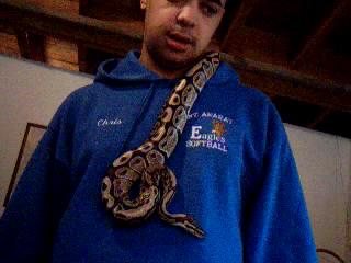 Ball python