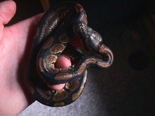 Baby ball