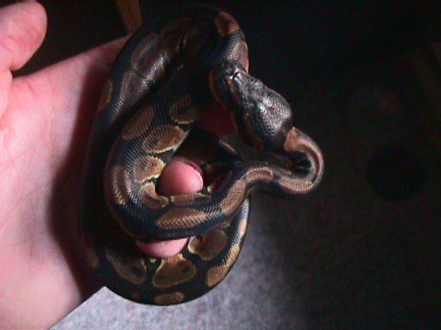 Baby ball