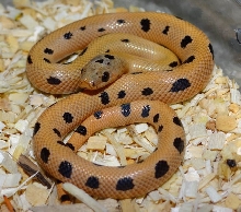 Thayeri X Cal King X Corn X Pueblan F2