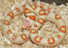 ALBINO CANDY COLORED CLOWN