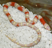 Albino Nelsoni