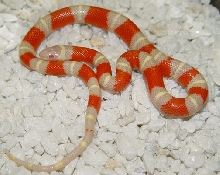 Albino Nelsoni
