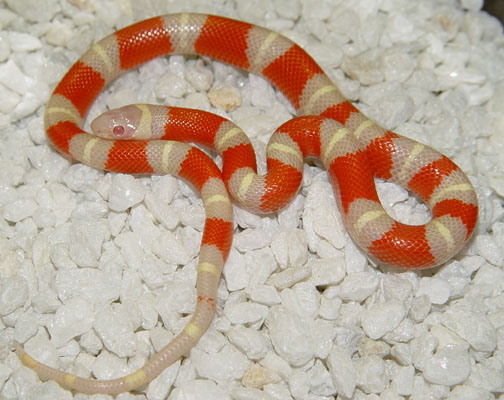 Albino Nelsoni