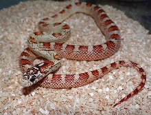 Bloodred Jungle Cornsnake